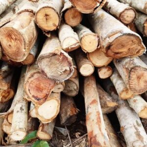 Cừ Tràm 01