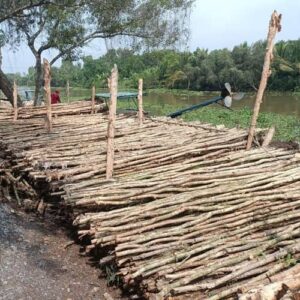 Cừ Tràm 02