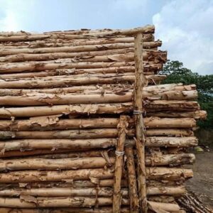 Cừ Tràm 03