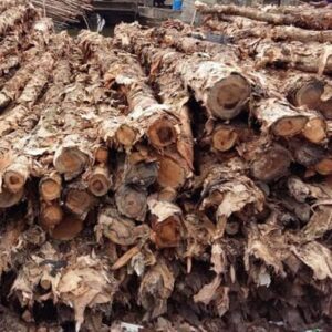 Cừ Tràm 04
