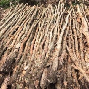 Cừ Tràm 05