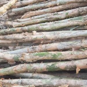 Cừ Tràm 06