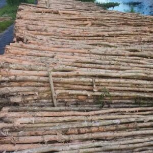 Cừ Tràm 07