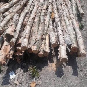 Cừ Tràm 08