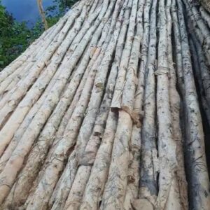 Cừ Tràm 09