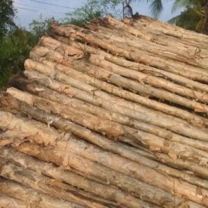 Cừ Tràm 10
