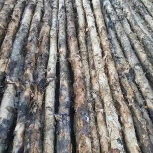 Cừ Tràm 11