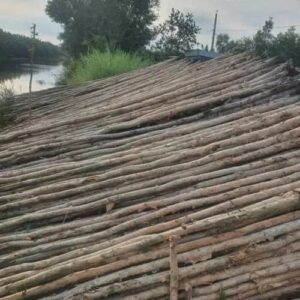 Cừ Tràm 12