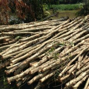 Cừ Tràm 13