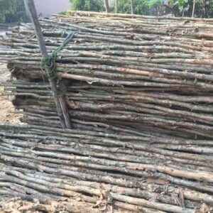 Cừ Tràm 16