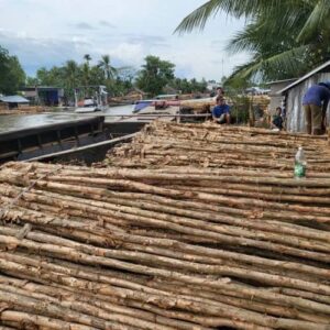 Cừ Tràm 20