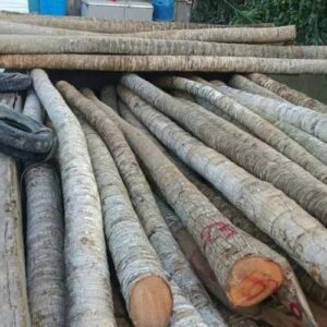 Cừ Dừa 02