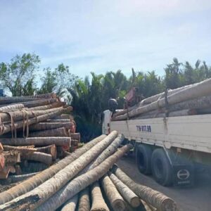 Cừ Dừa 05