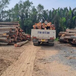 Cừ Dừa 06