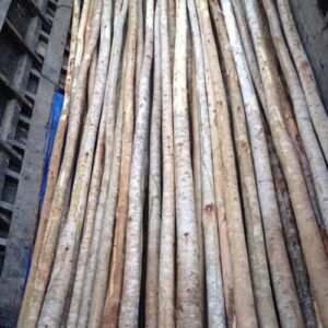 Cừ Bạch Đàn 01