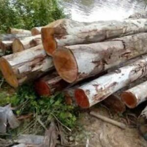 Cừ Bạch Đàn 02