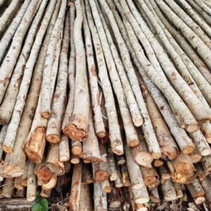 Cừ Bạch Đàn 04