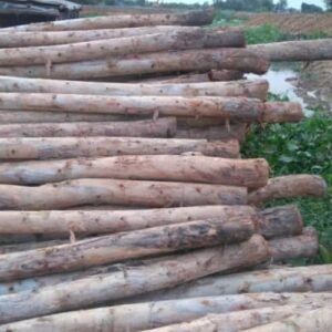 Cừ Bạch Đàn 05