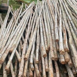 Cừ Bạch Đàn 07